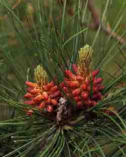 "Pine Flowers"