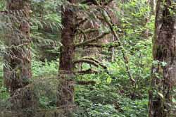Lewis and Clark found Dense Forest around Fort Clatsop