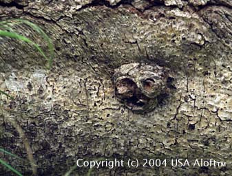 "Wood Spirit #3"