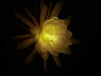 Just the flower of this night blooming cereus was lit with a tungsten flashlight and no flash.
