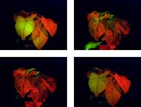 Illumination with colored flashlights from a variety of angles achieves otherworldly effects.