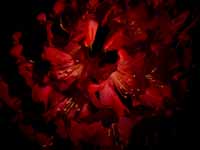 Illuminating the center of a rhododendron blossom with a white flashlight creates the sense that the light is coming from the flower itself.